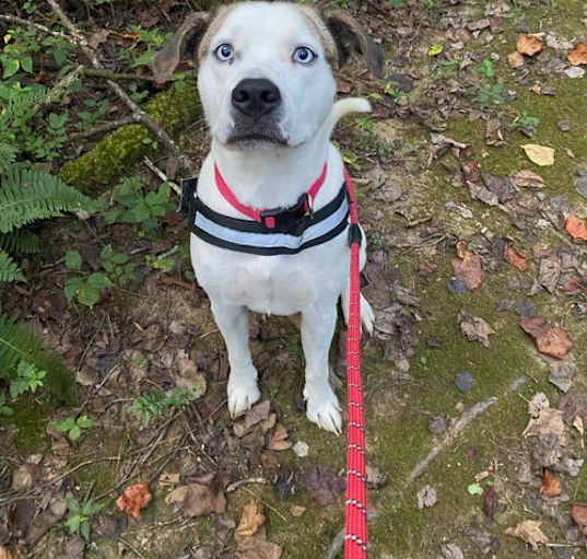 Photo of Casper