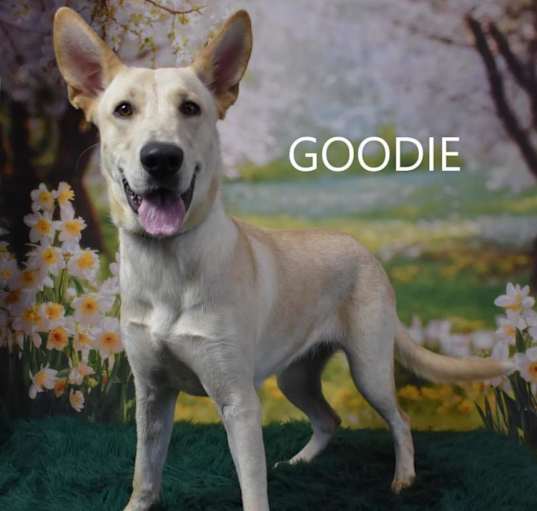 Photo of Goodie