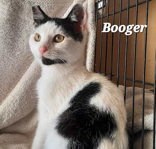 Photo of Booger