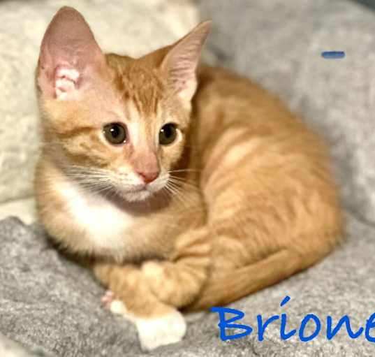 Photo of Breone