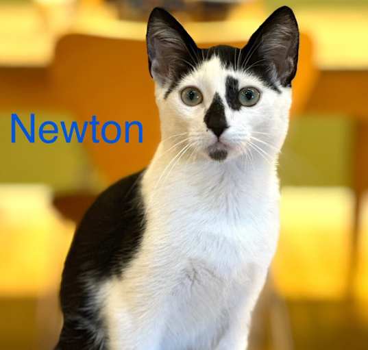 Photo of Newton