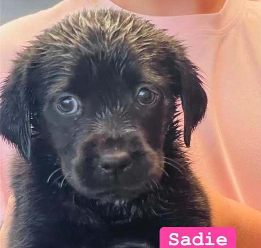 Photo of Sadie