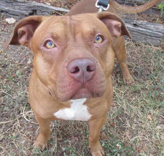 Photo of Butterbean