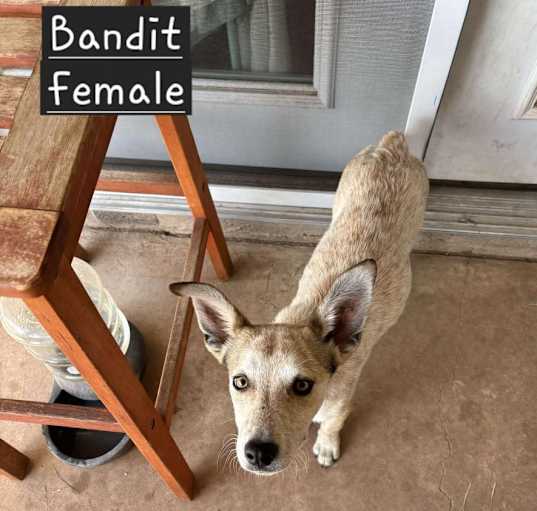 Photo of Bandit