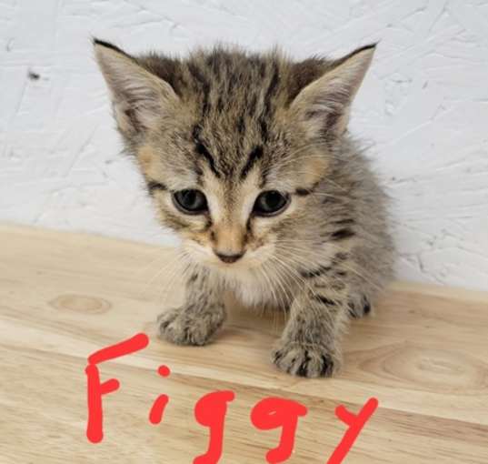 Photo of Figgy