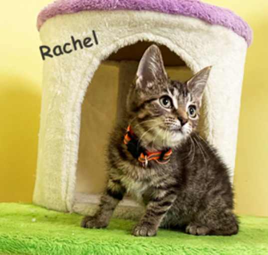 Photo of Rachel