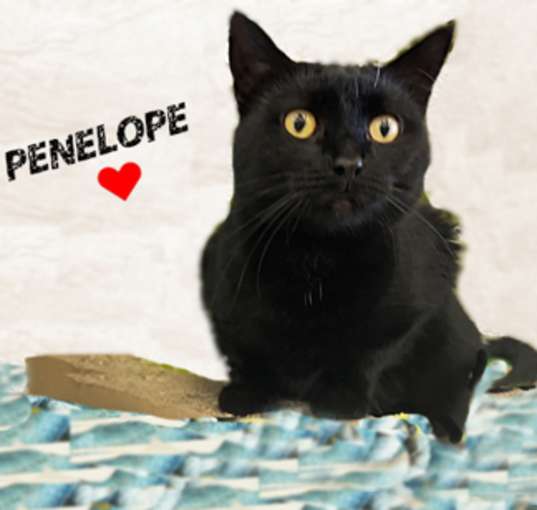 Photo of Penelope