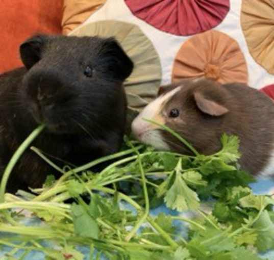 Photo of Joey & Dakota