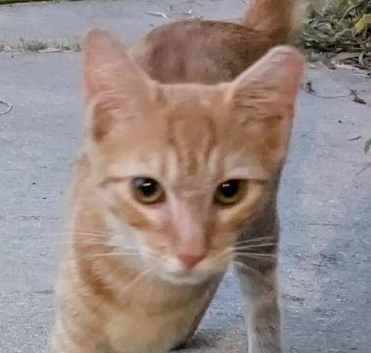 Photo of Ginger