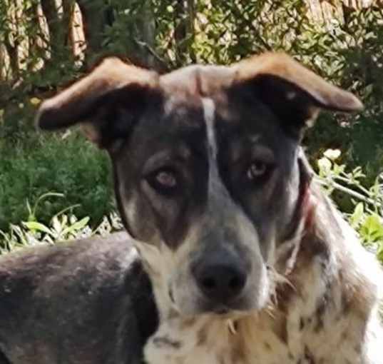 Photo of banjo