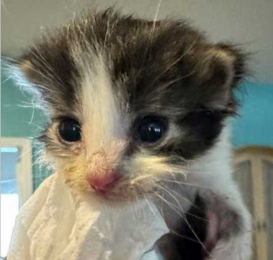 Photo of Blue Jay aka Possum