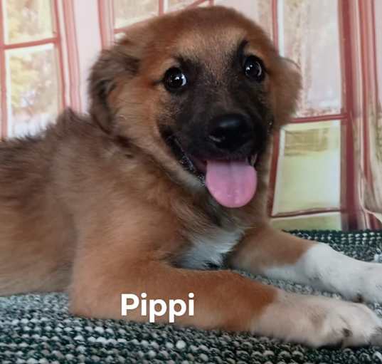 Photo of Pipi