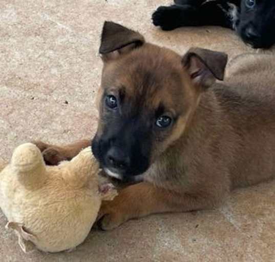 Photo of State Pups:Virginia: At the shelter