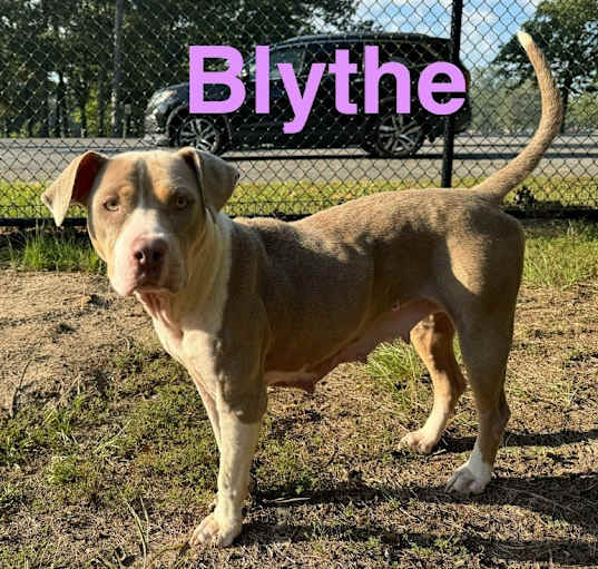 Photo of Blythe