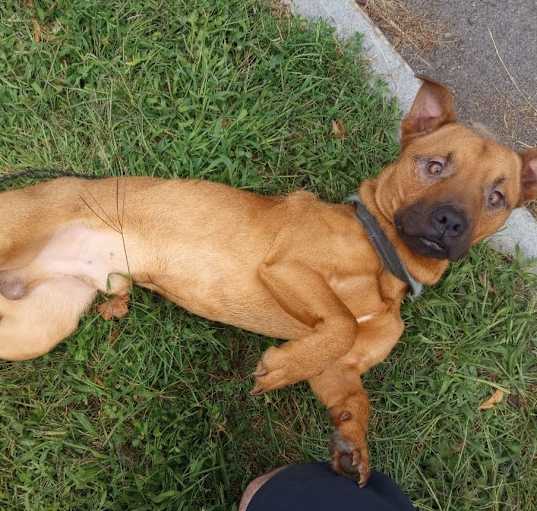 Photo of Scrappy