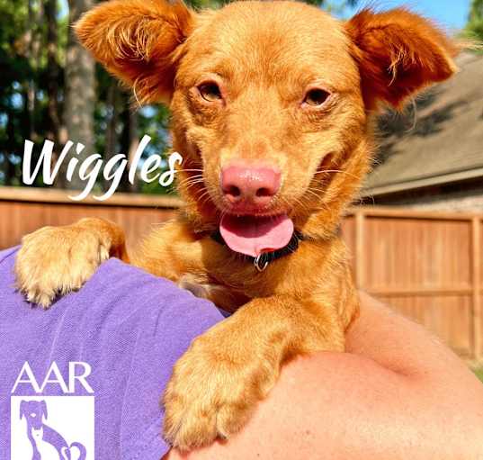 Photo of Wiggles