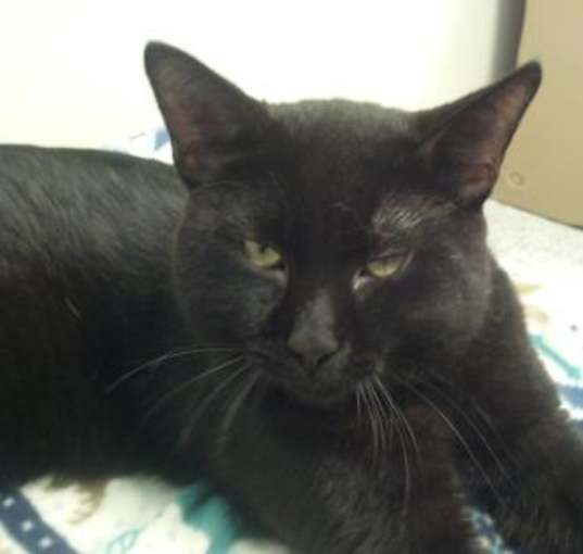 Photo of Bagheera FIV