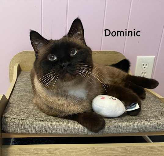 Photo of Dominic