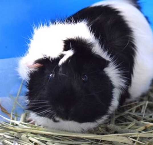 Photo of Oreo