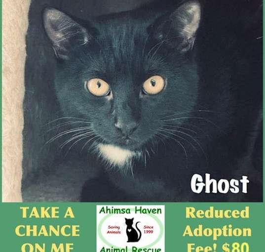 Photo of Ghost