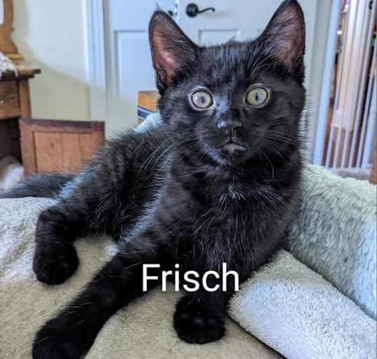 Photo of Frisch