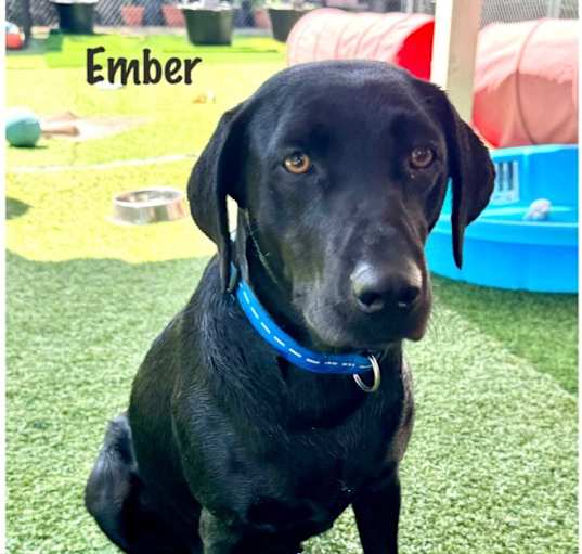 Photo of Ember