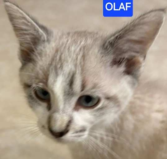 Photo of Olaf