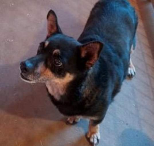Photo of Mutt
