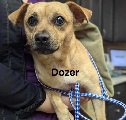 Photo of Dozer