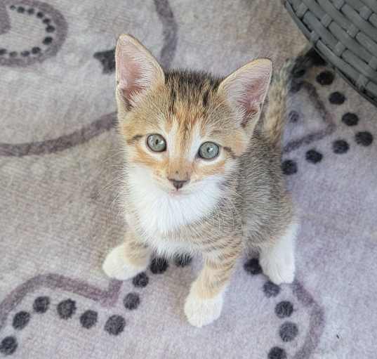 Photo of 2 adorable kittens!