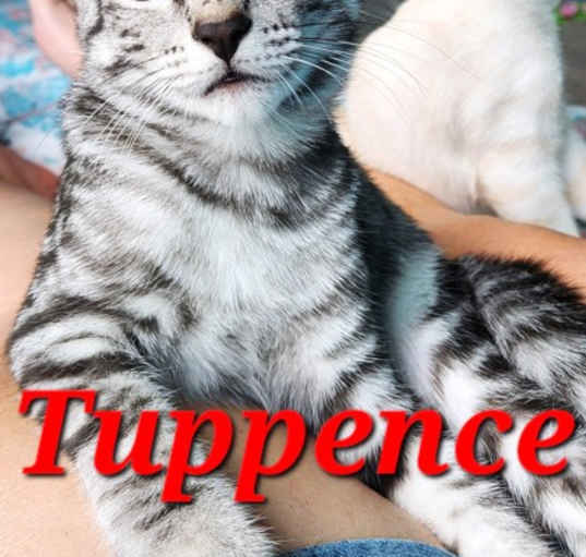 Photo of Tuppence