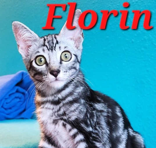 Photo of Florin