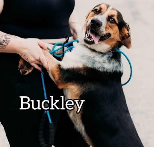 Photo of Buckley