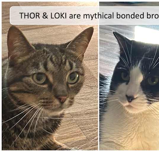 Photo of Thor & Loki