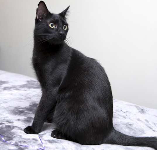 Photo of Bagheera