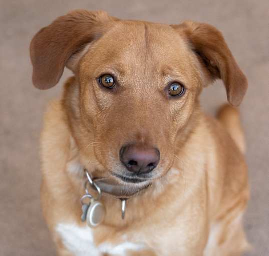 Photo of Cooper