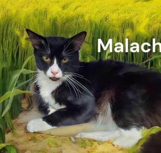 Photo of Malachi