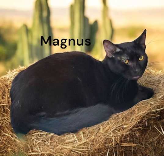 Photo of Magnus