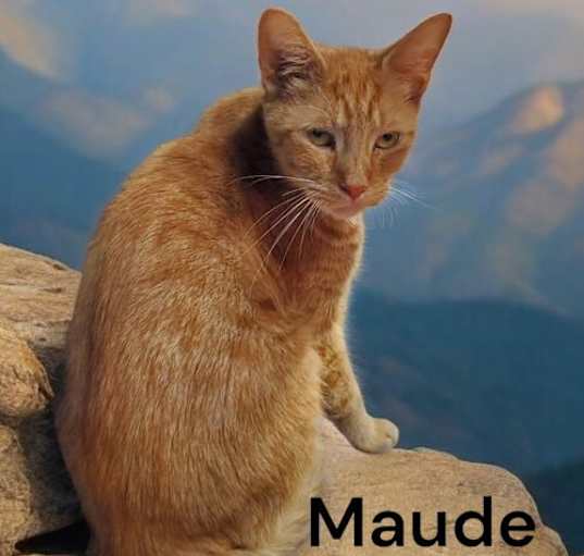 Photo of Maude