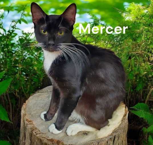 Photo of Mercer