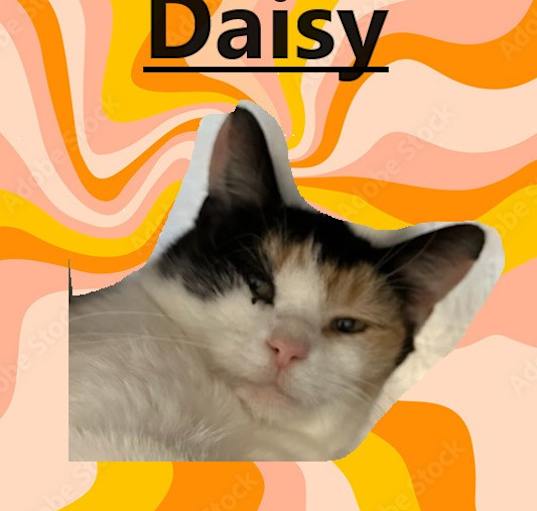 Photo of Daisy