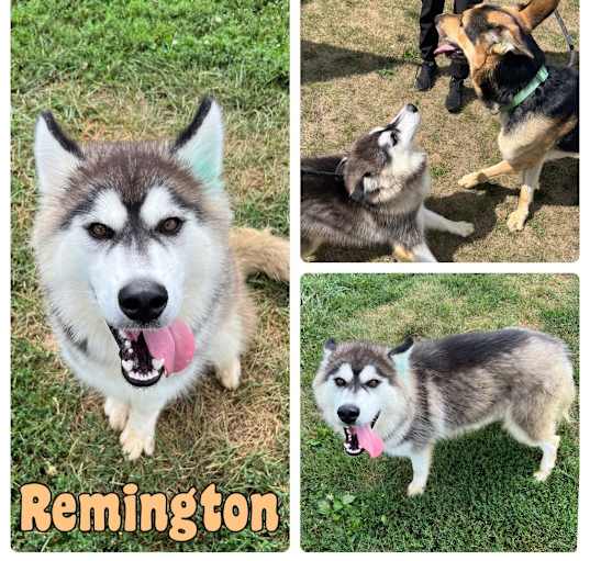 Photo of Remington