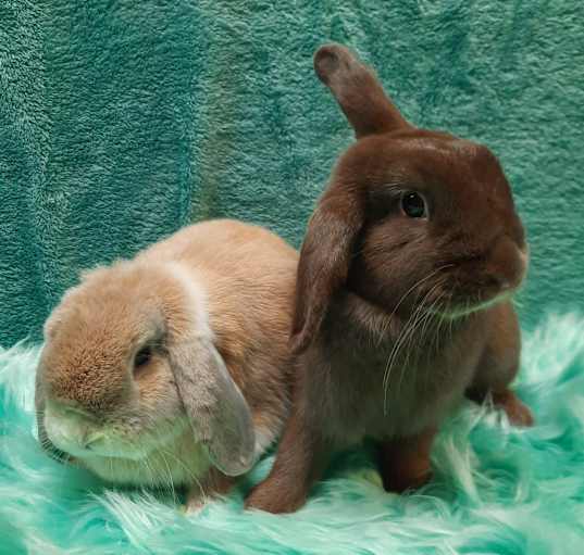 Photo of Bowie & Bunneary