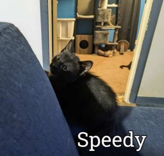 Photo of Speedy