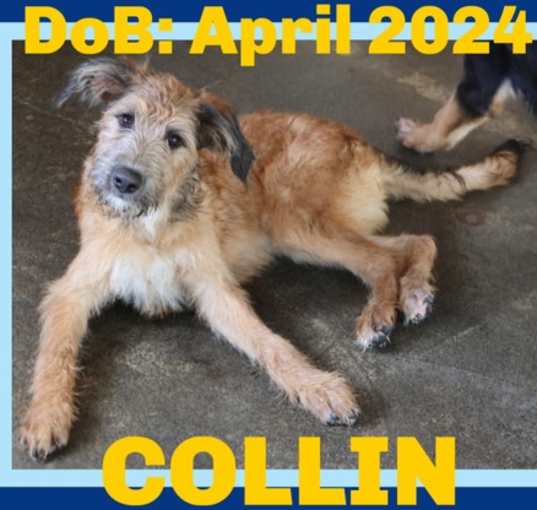 Photo of COLLIN - Adoption Pending