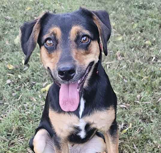 Photo of EMMA GIRLPerfect BEAGLE MIX