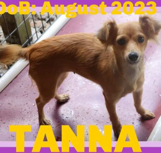 Photo of TANNA