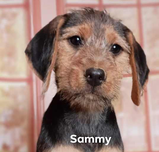 Photo of Sammy