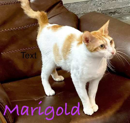 Photo of Marigold