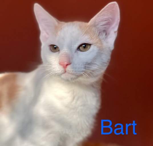 Photo of Bart